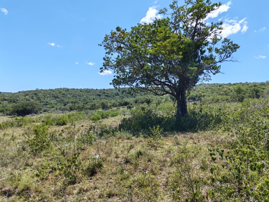 Commercial Property for Sale in Komga Rural Eastern Cape